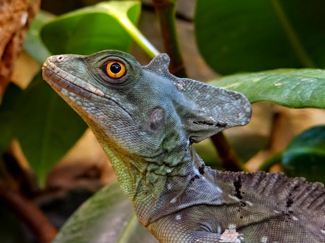 Basiliscus plumifrons