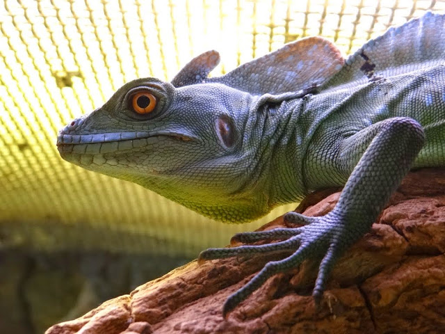 Basiliscus plumifrons