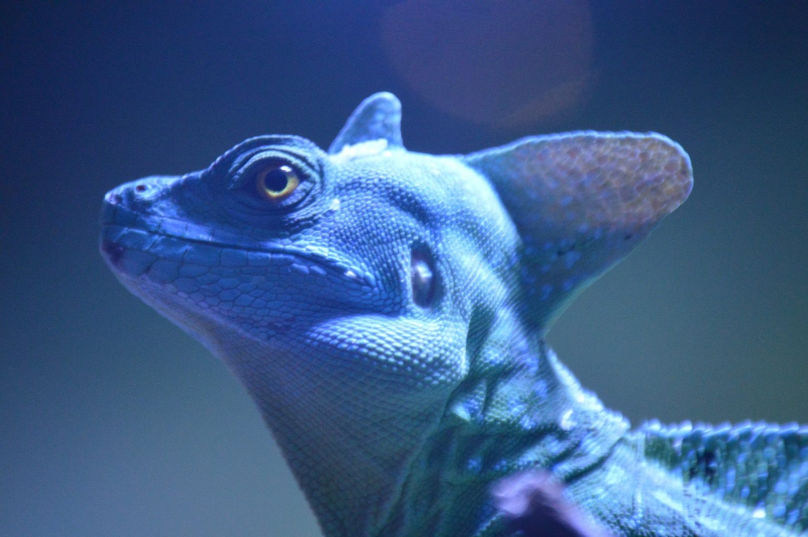 Basiliscus plumifrons