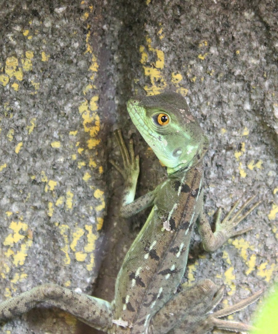 Basiliscus plumifrons