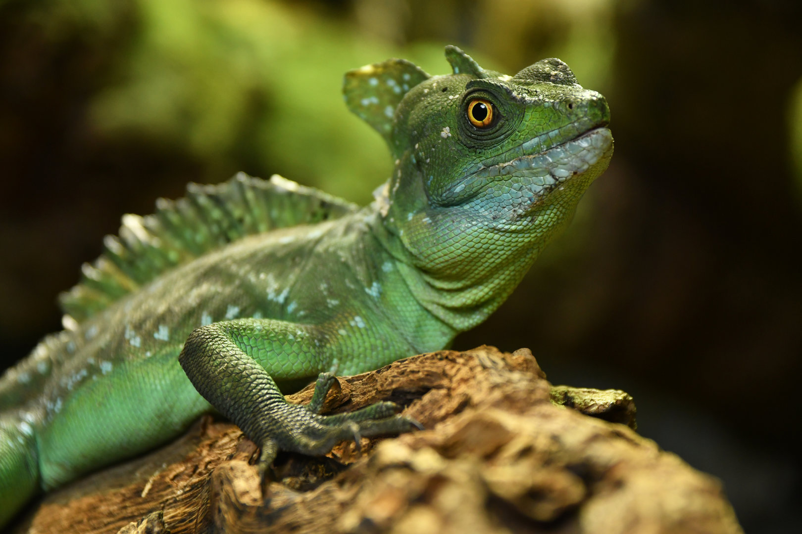 Basiliscus plumifrons