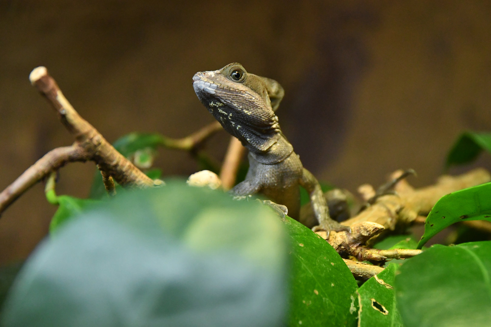 Basiliscus vittatus