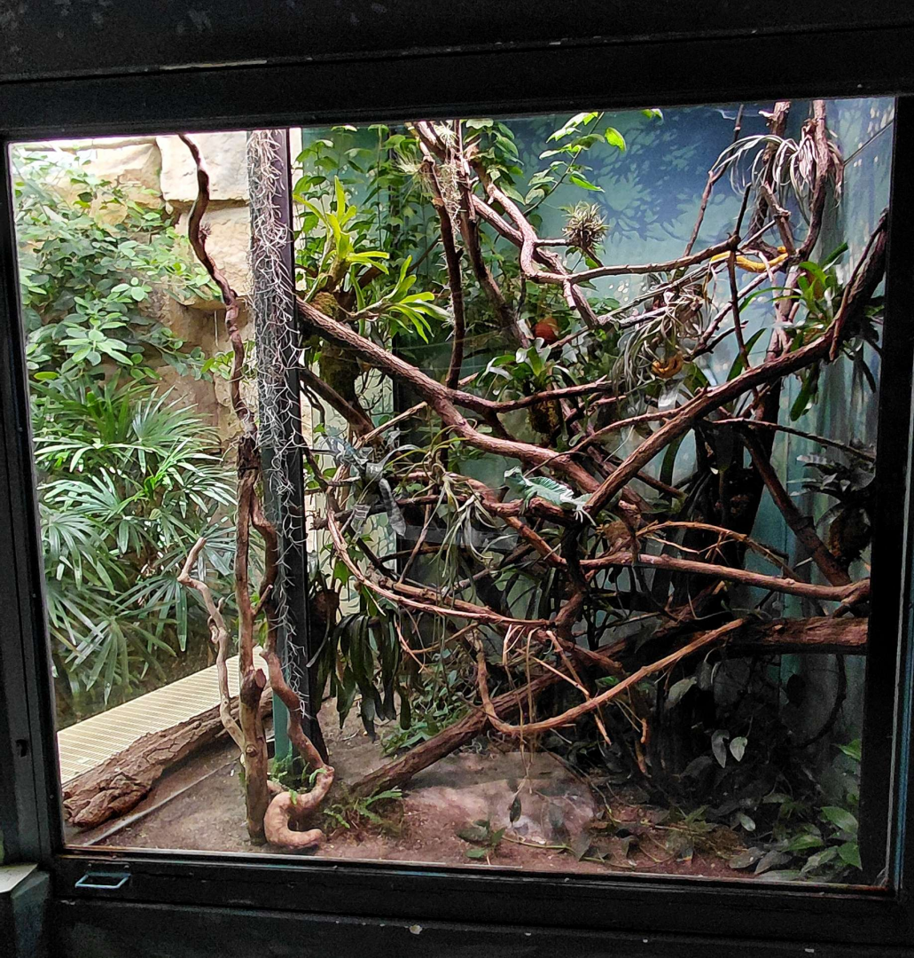 Basilisk exhibit
