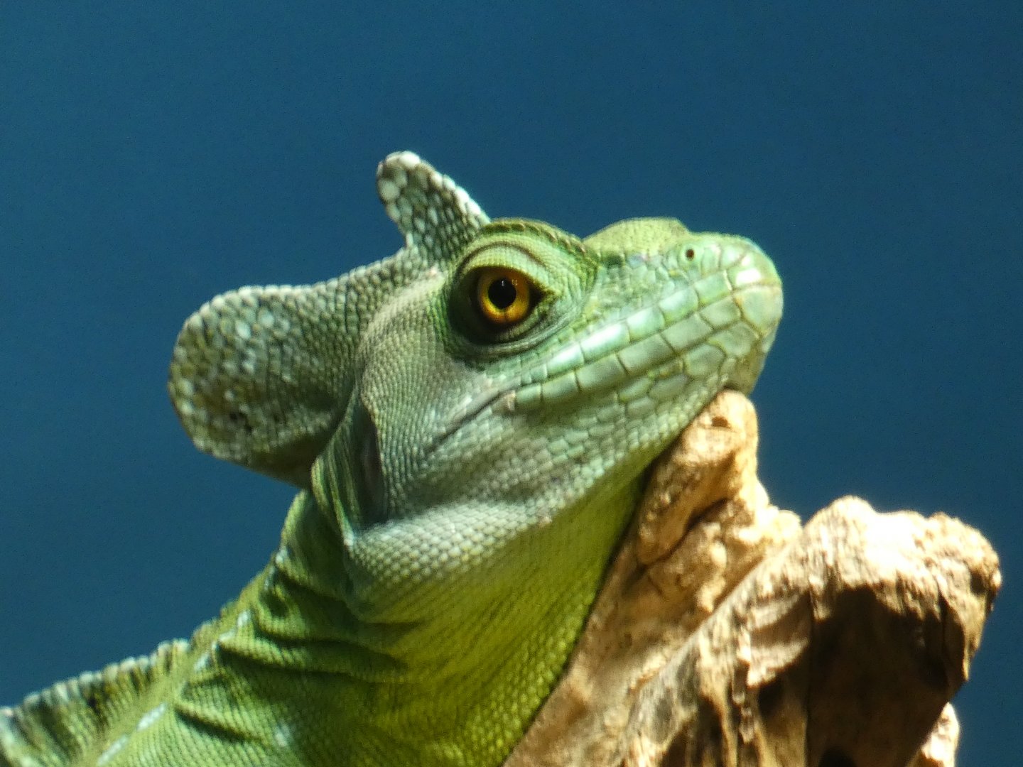 Basilisk, Expedition Peru