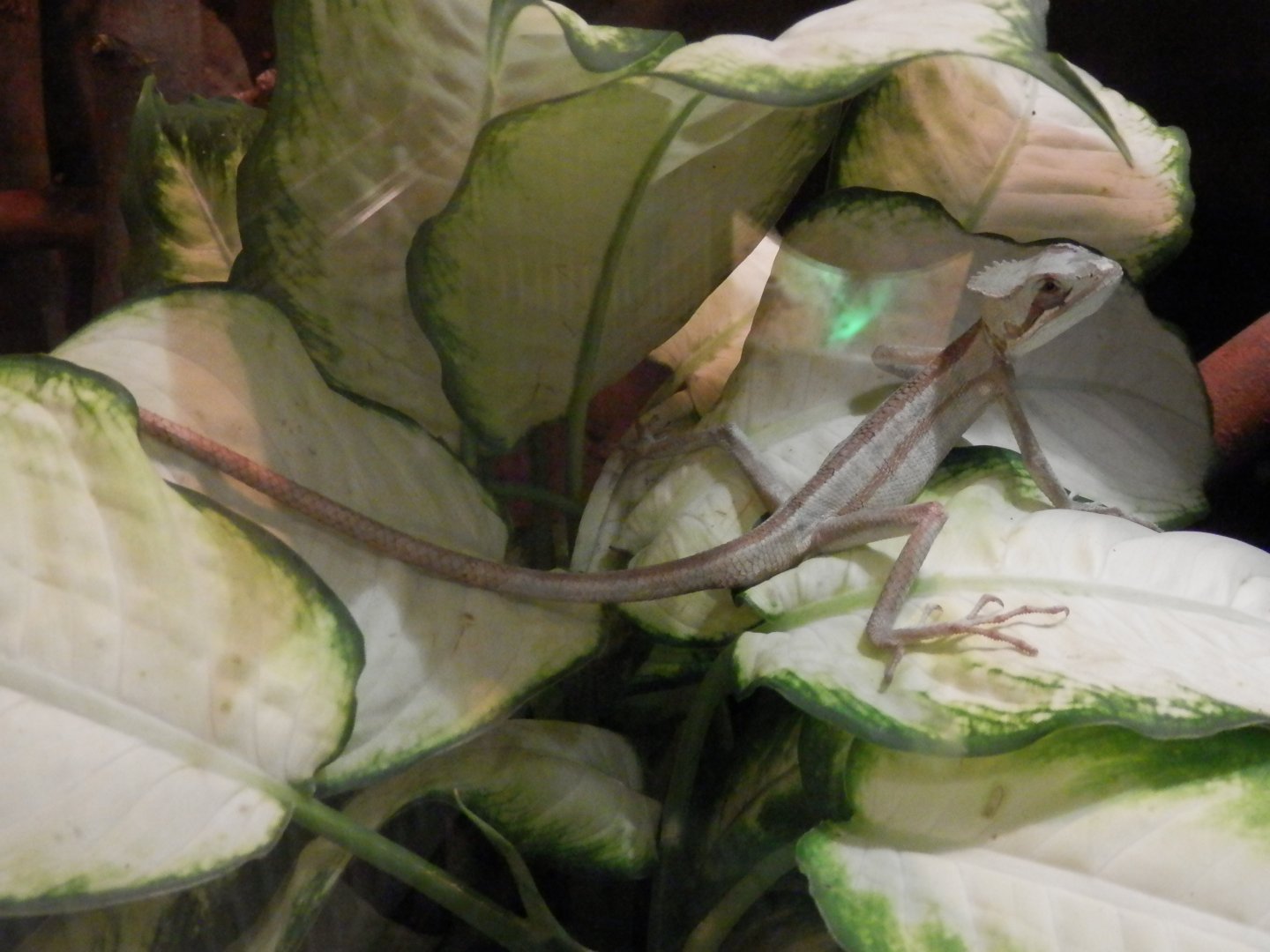 Basilisk ID - Terarium Praha 2014