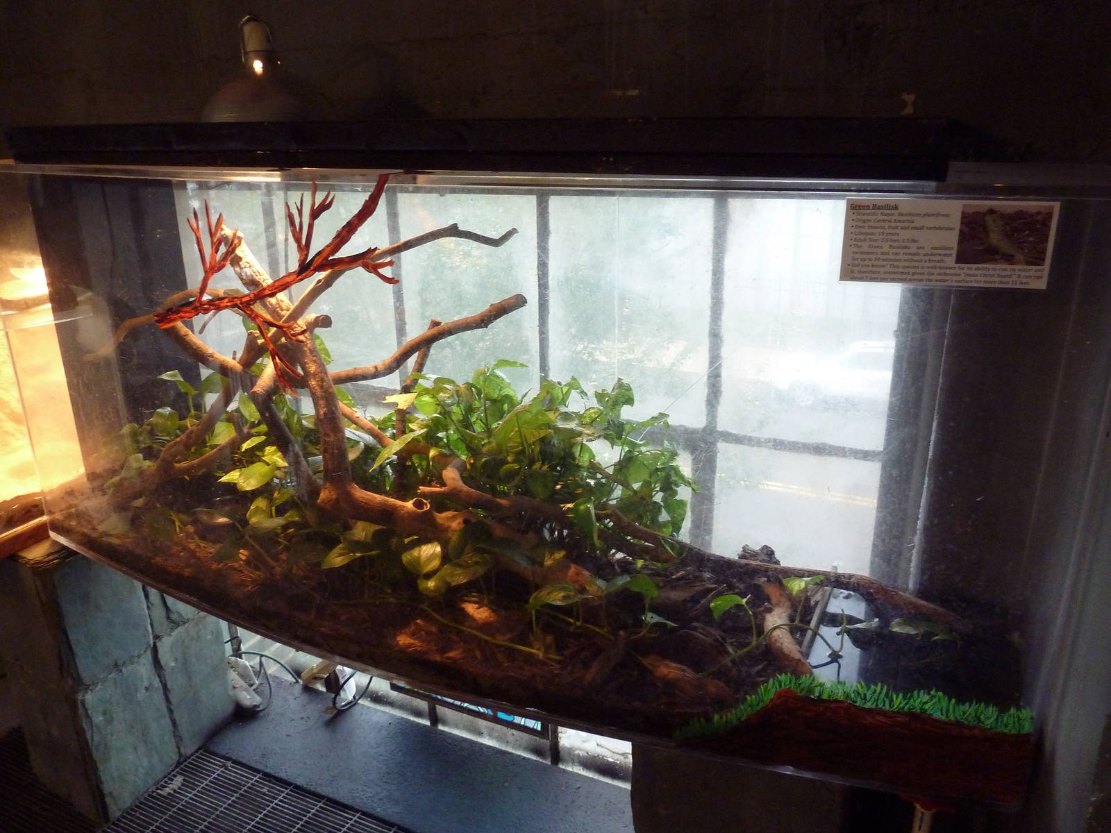 Basilisk Lizard Exhibit