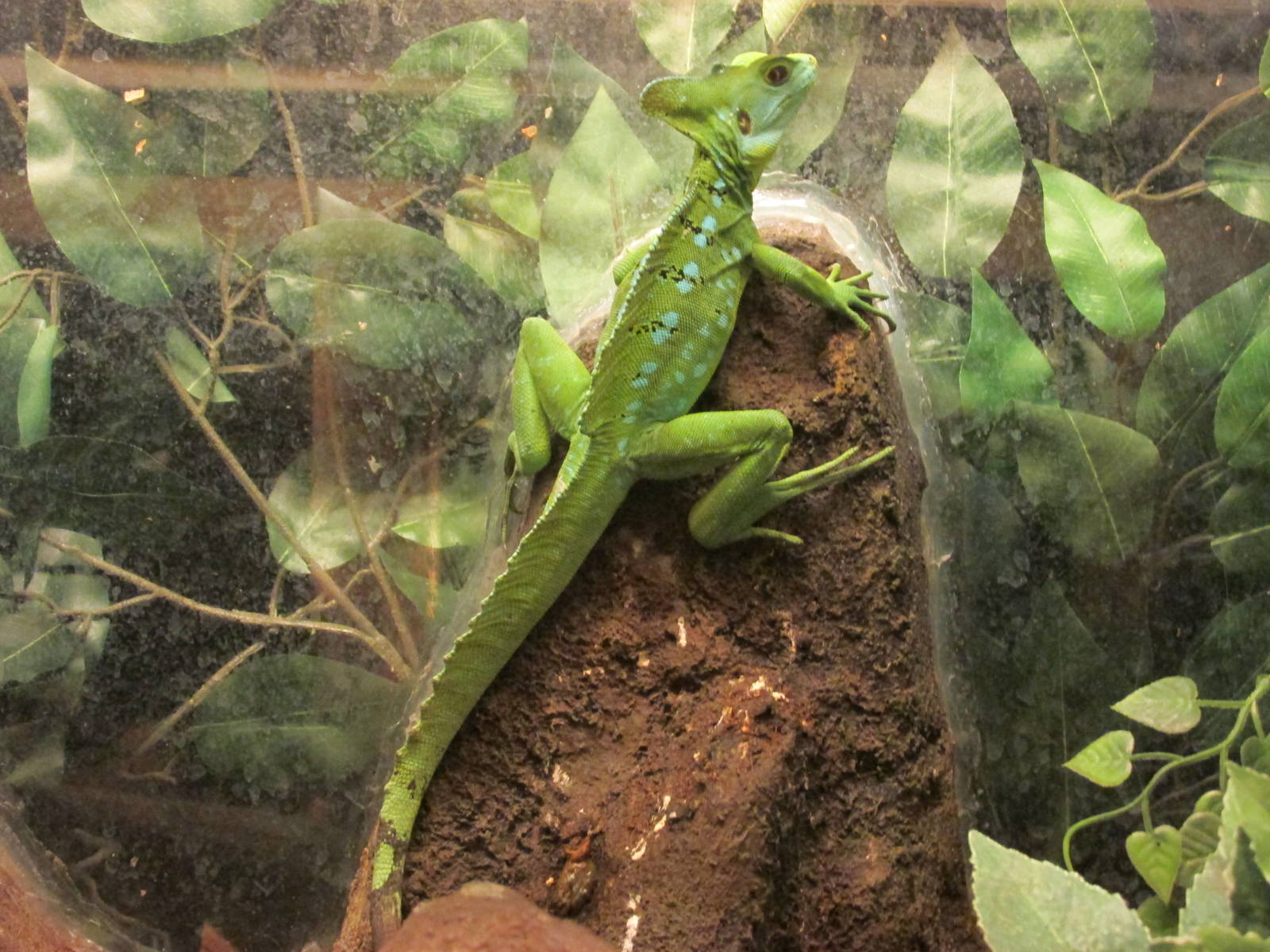 basilisk lizard san juan de aragon zoo