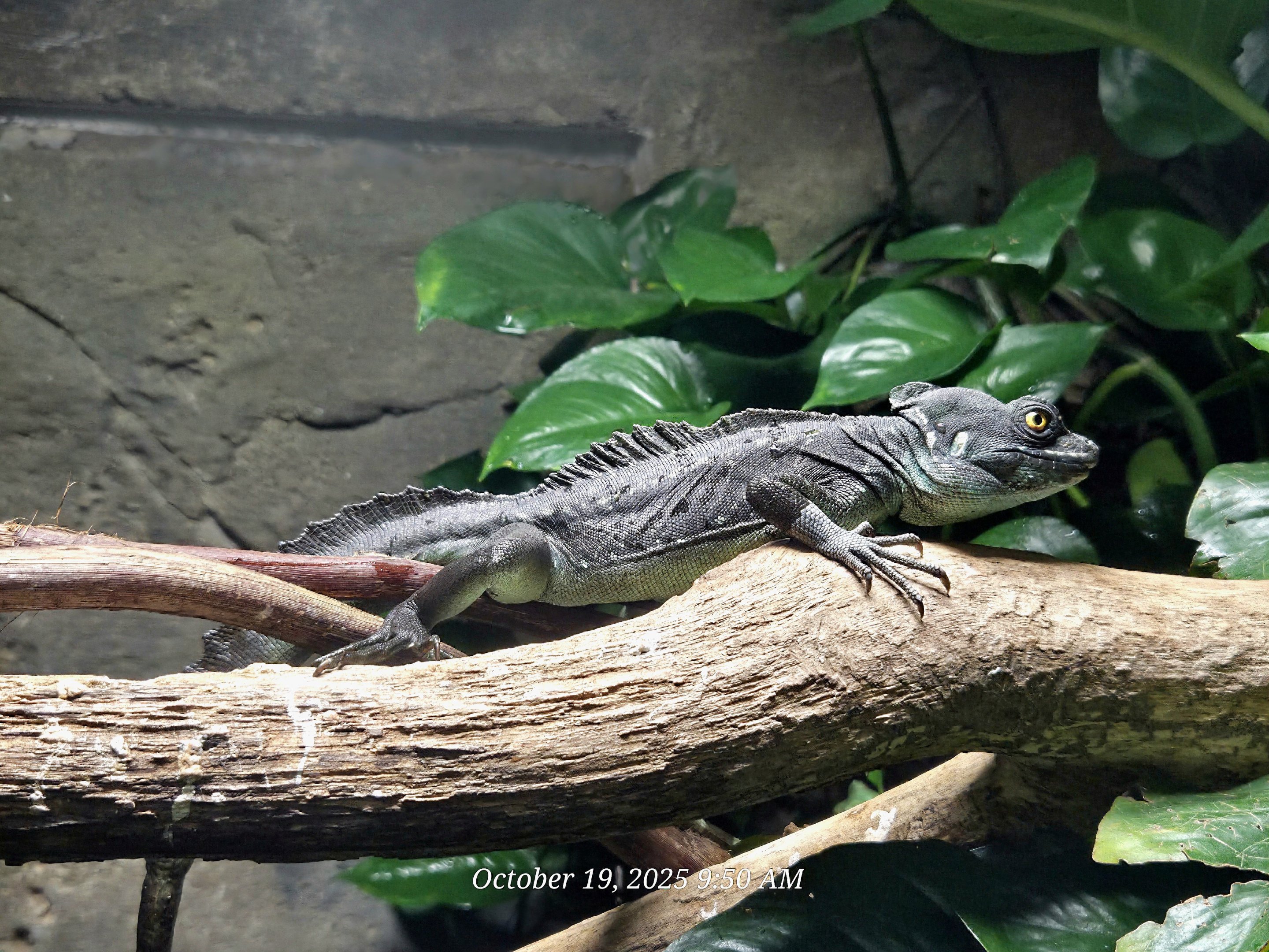 Basilisk - Rainforest Adventures