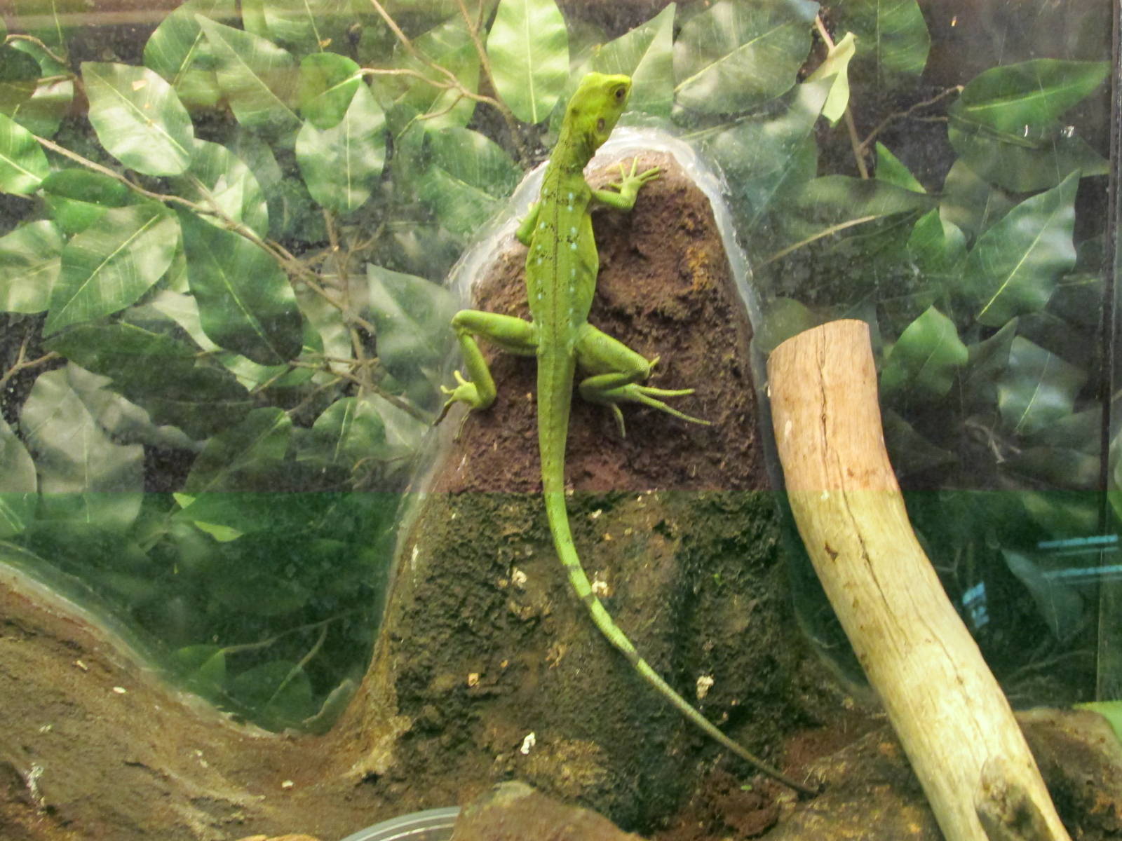 BASILISK SAN JUAN ARAGON ZOO