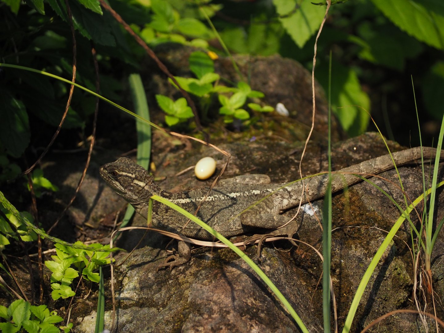 Basilisk with possible egg?
