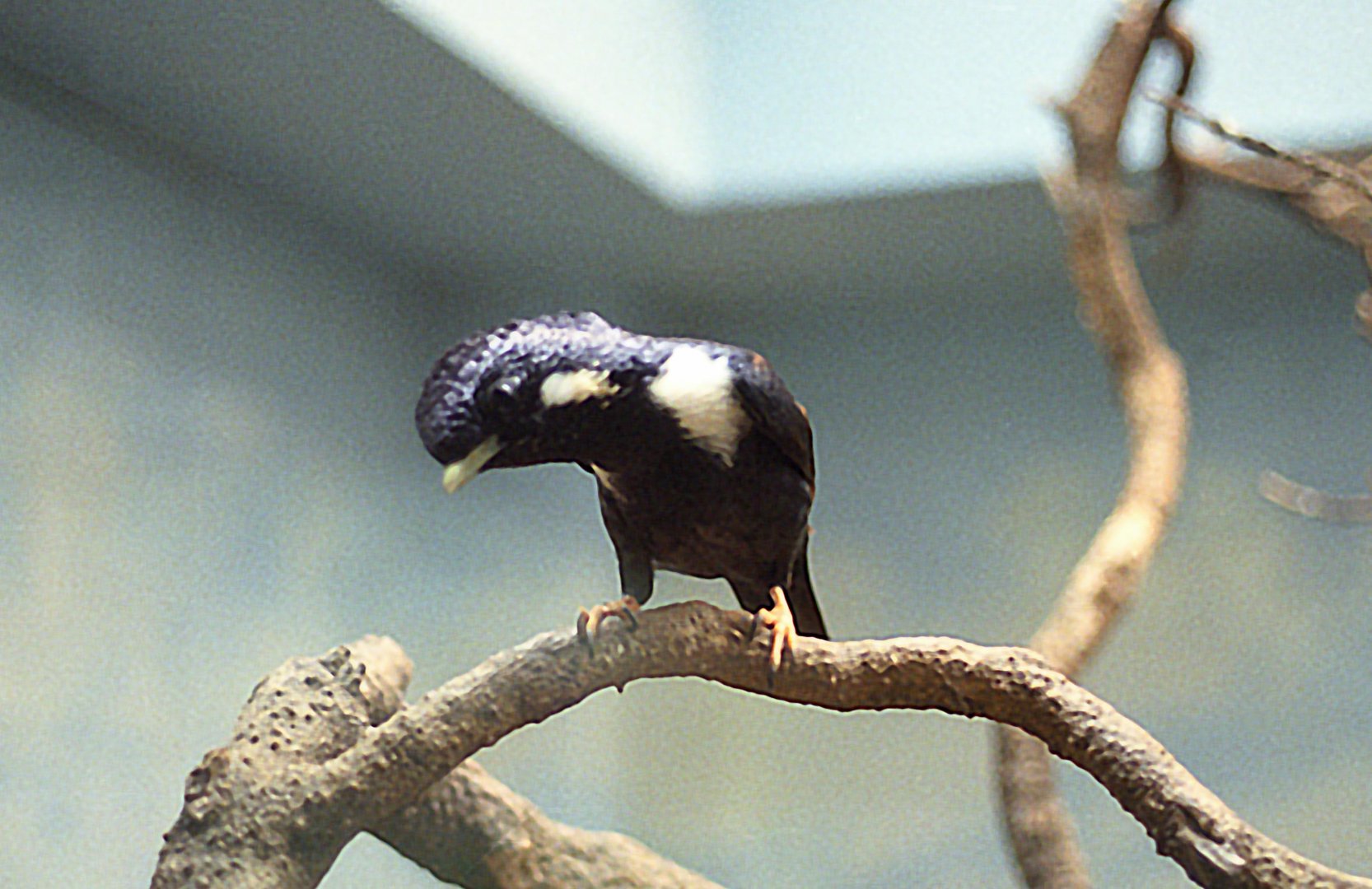 Basilornis celebensis