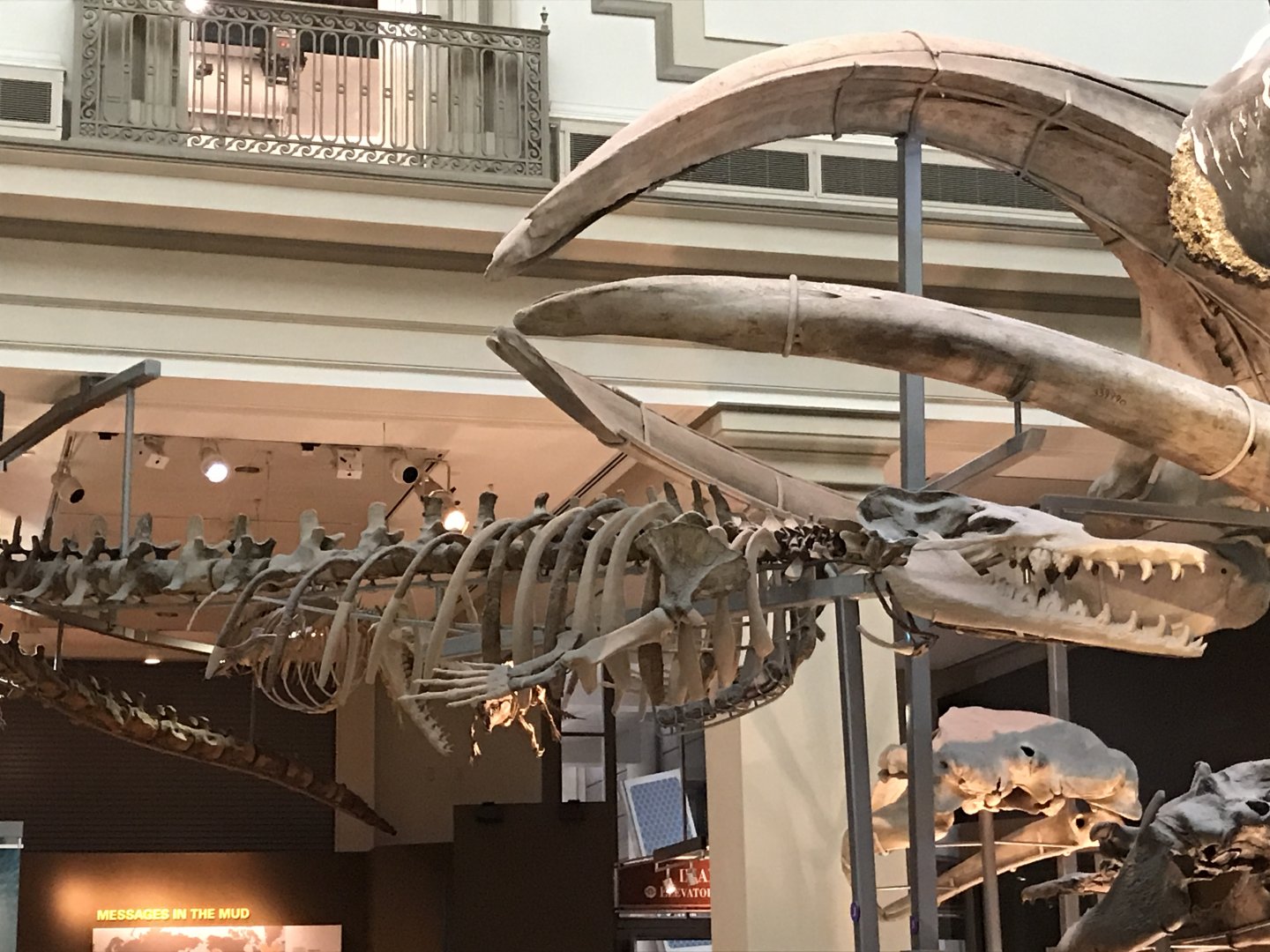 Basilosaurus Skeleton
