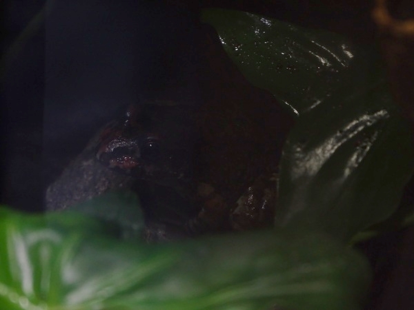 Basin White-lipped Frog (Leptodactylus syphax)