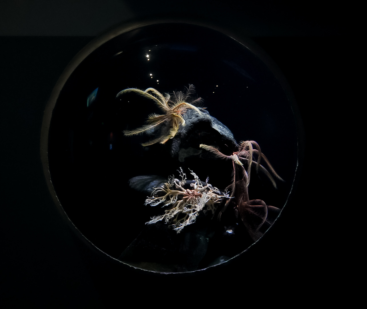 Basket (and Feather) Star Tank