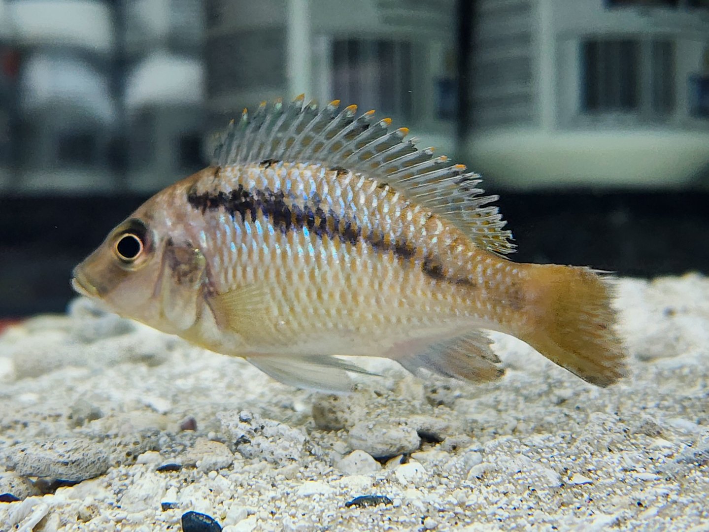 Basket-jaw Hap (Mylochromis lateristriga)