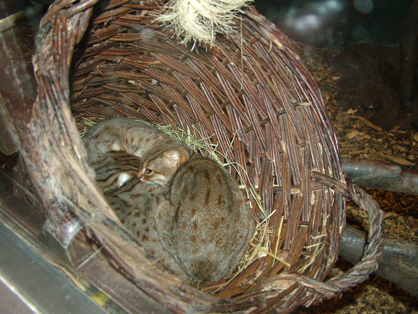 Basket of Rusty-spotted Cats at Rotterdam 10/05/09