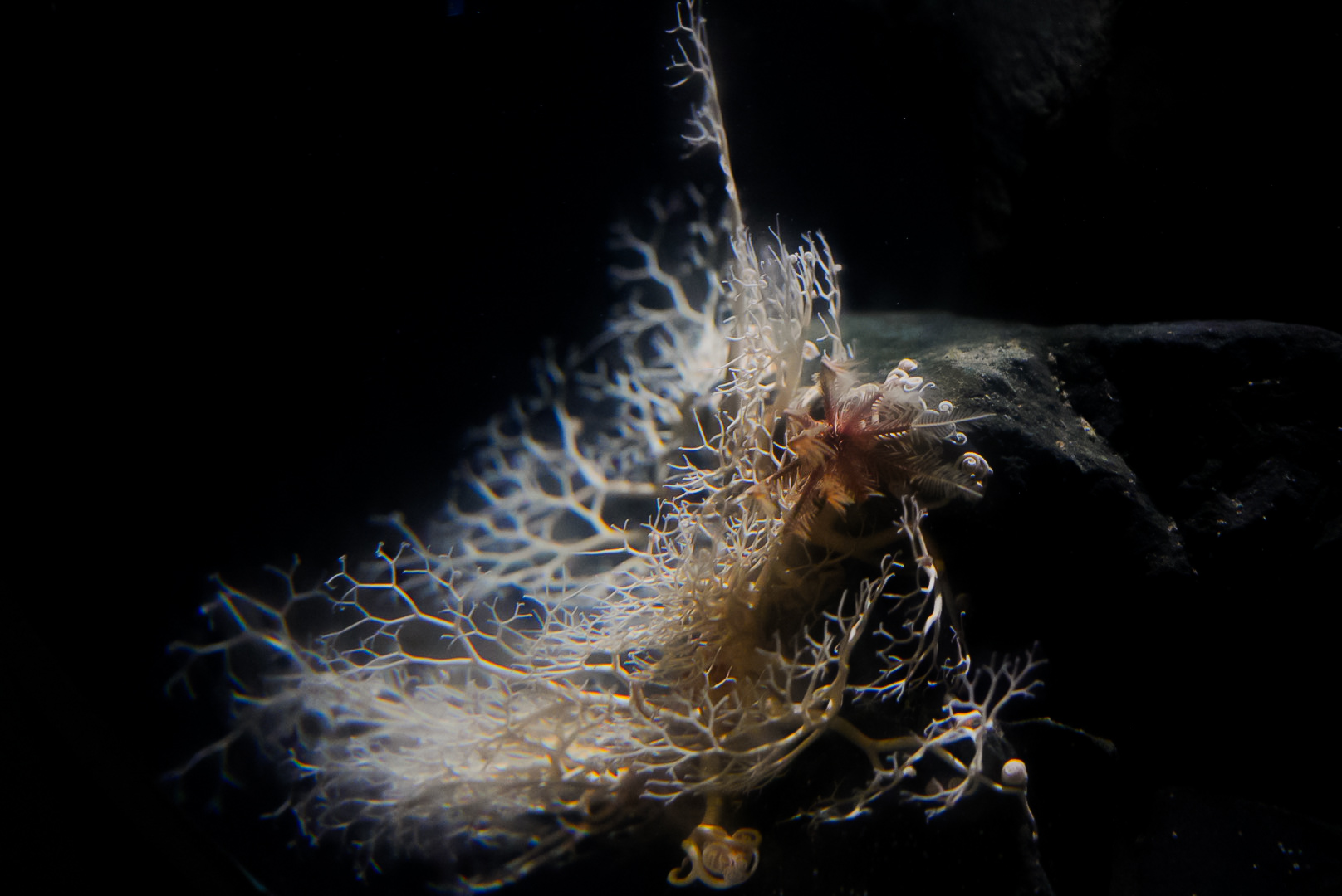 Basket Star and Feather Star