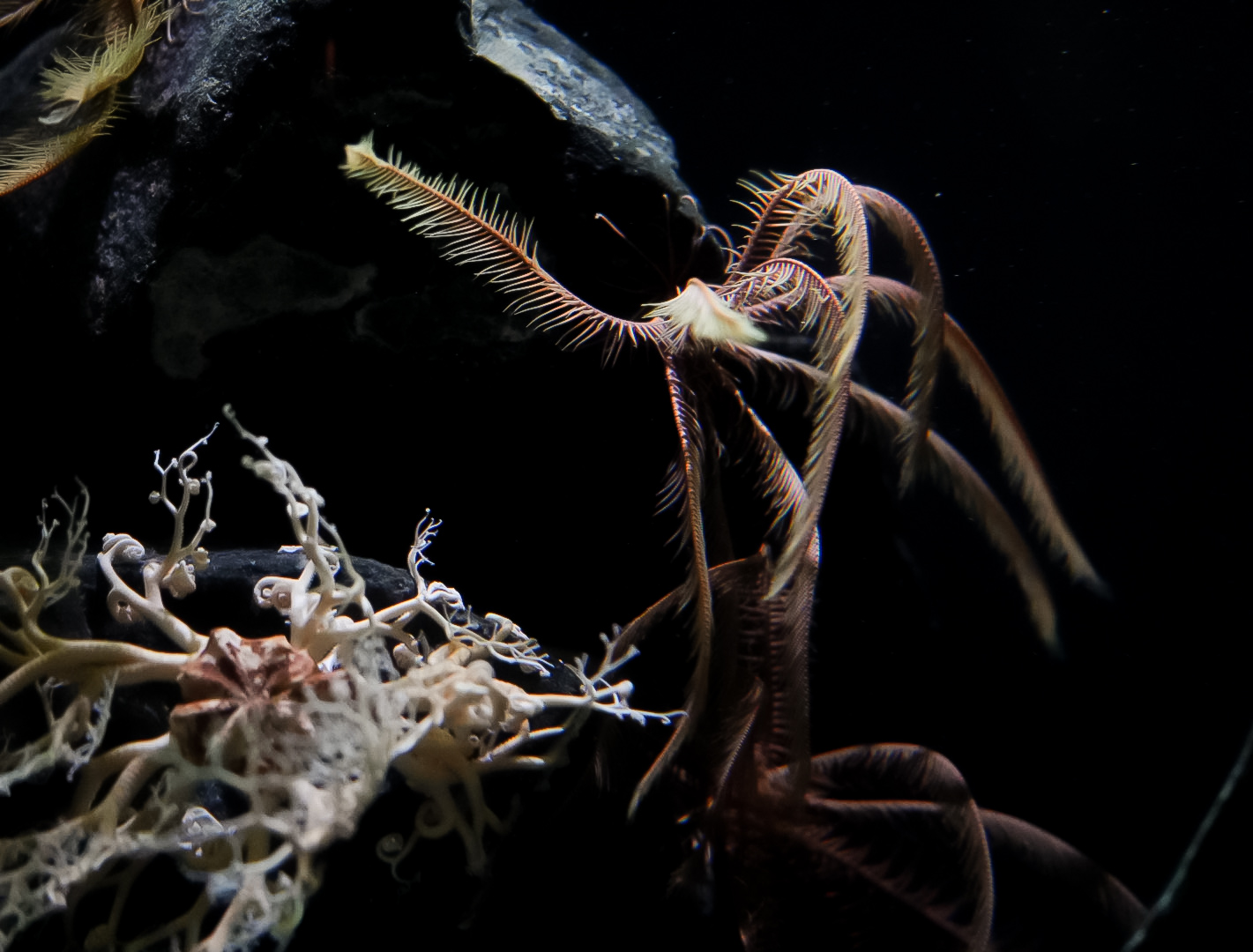 Basket Star & Feather Star