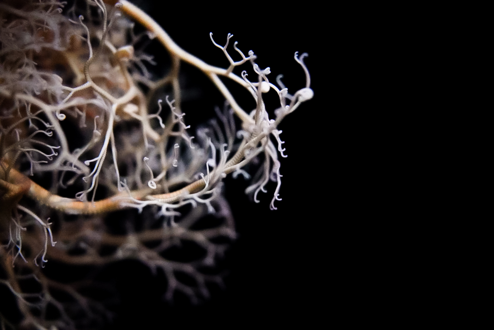 Basket Star (Gorgonocephalus eucnemis)