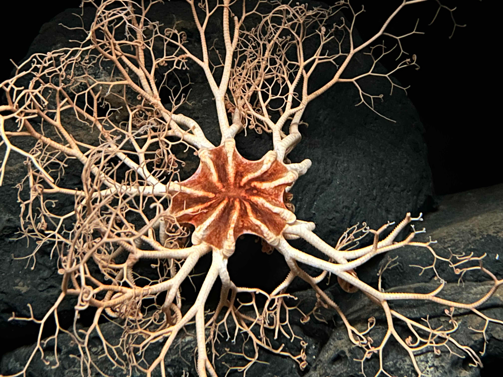 Basket star, Gorgonocephalus eucnemis