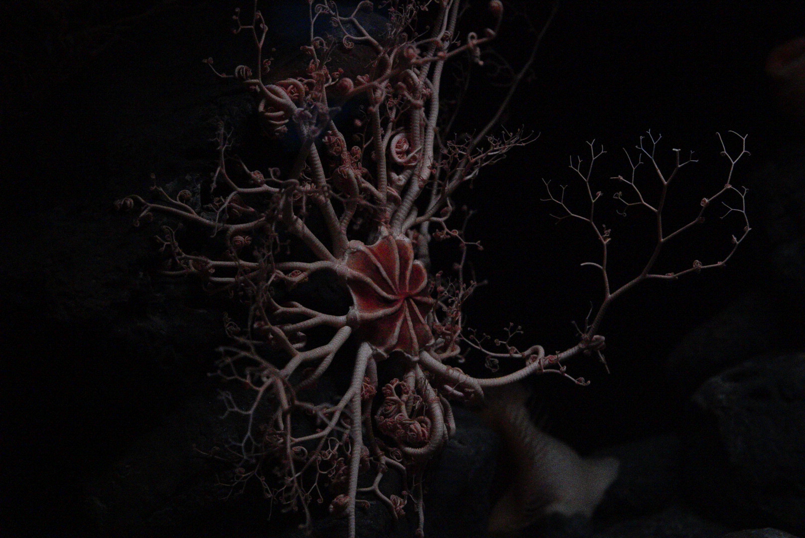 Basket Star // Into the Deep