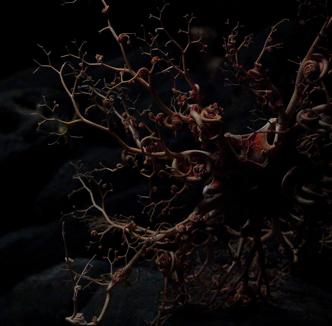 Basket Star // Into the Deep