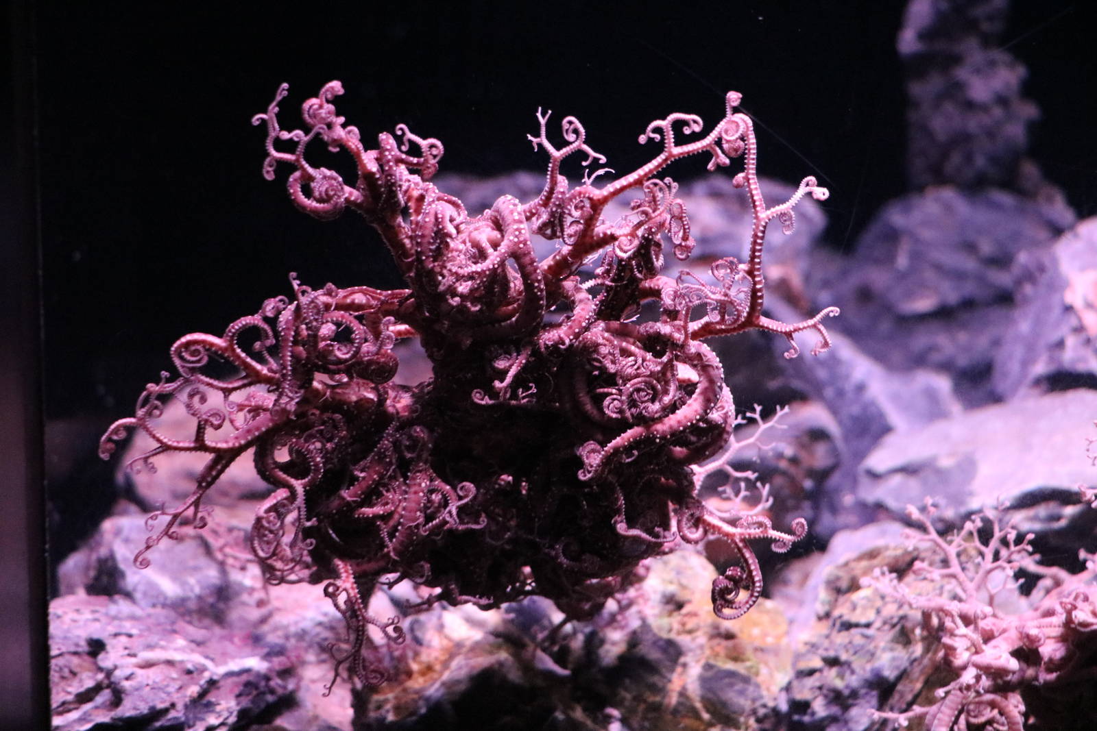 Basket star - Sumida Aquarium, February 2016