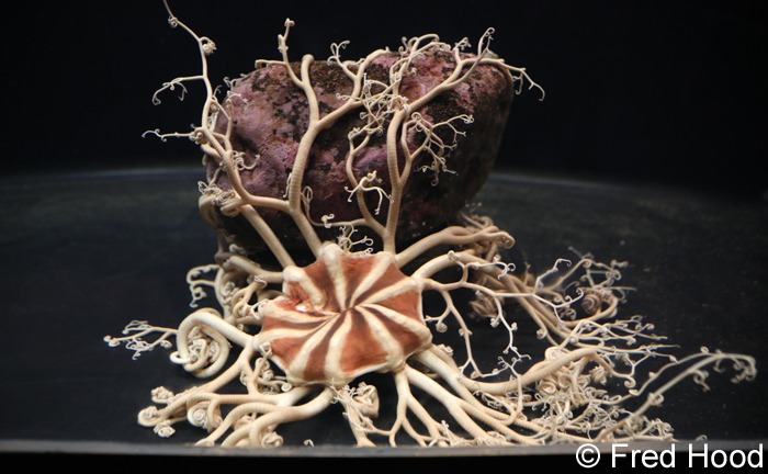basket star