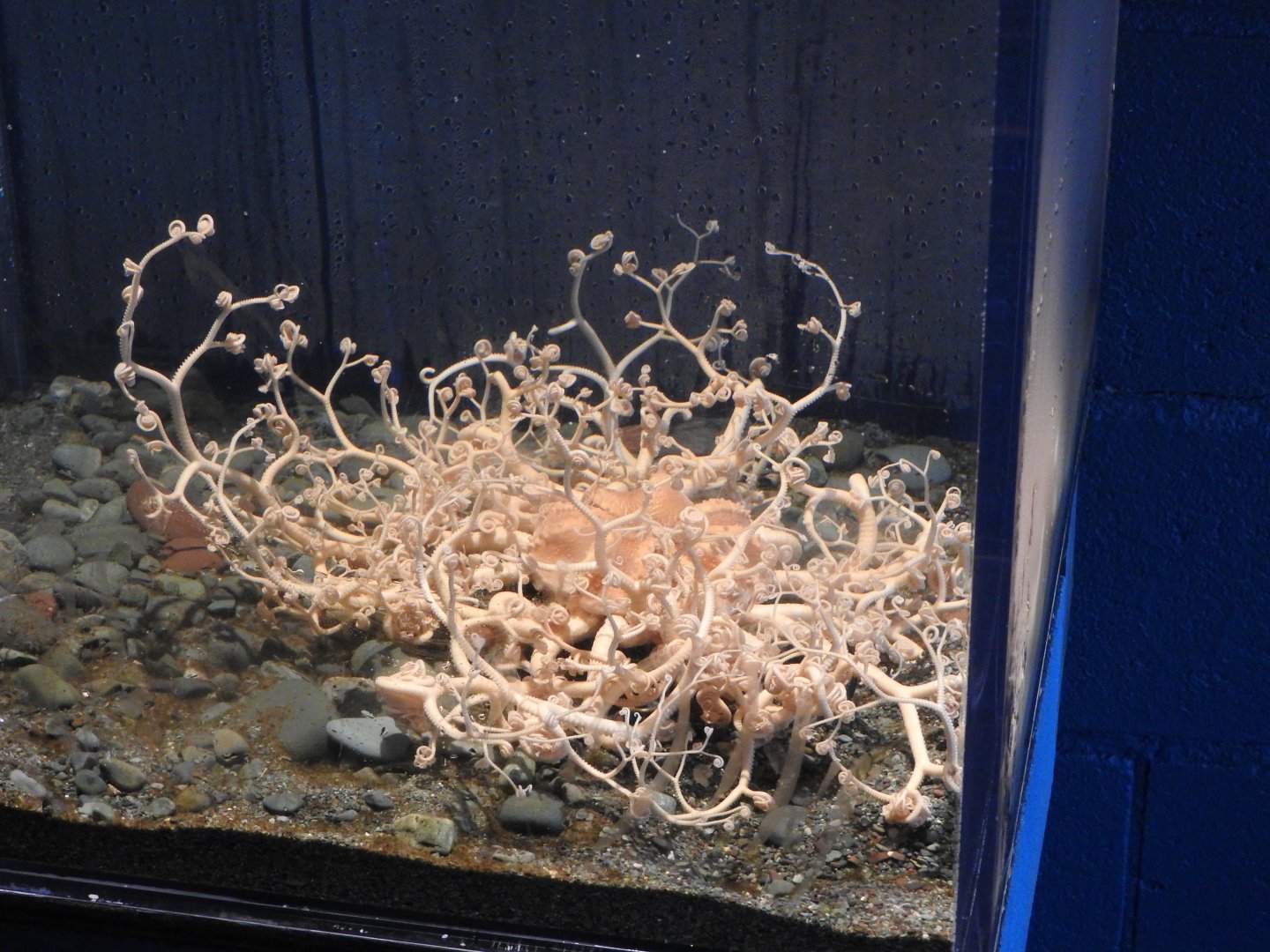 Basket Star