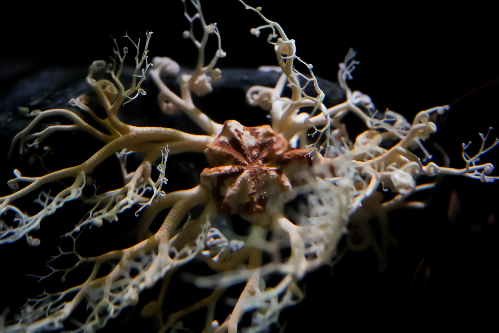 Basket Star