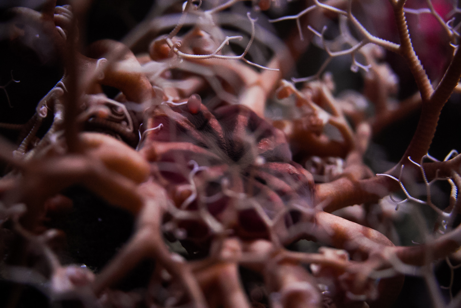 Basket Star