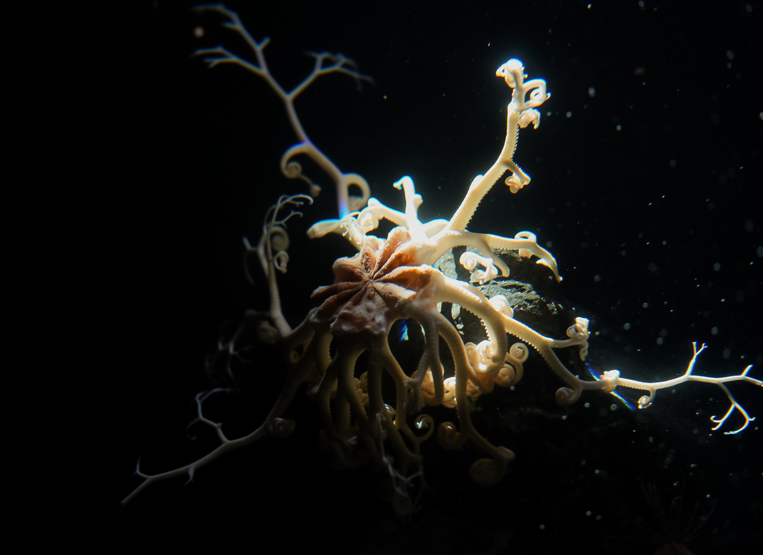 Basket Star
