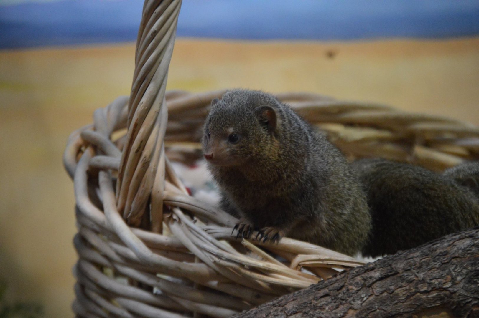Baskets of fun (Helogale parvula)