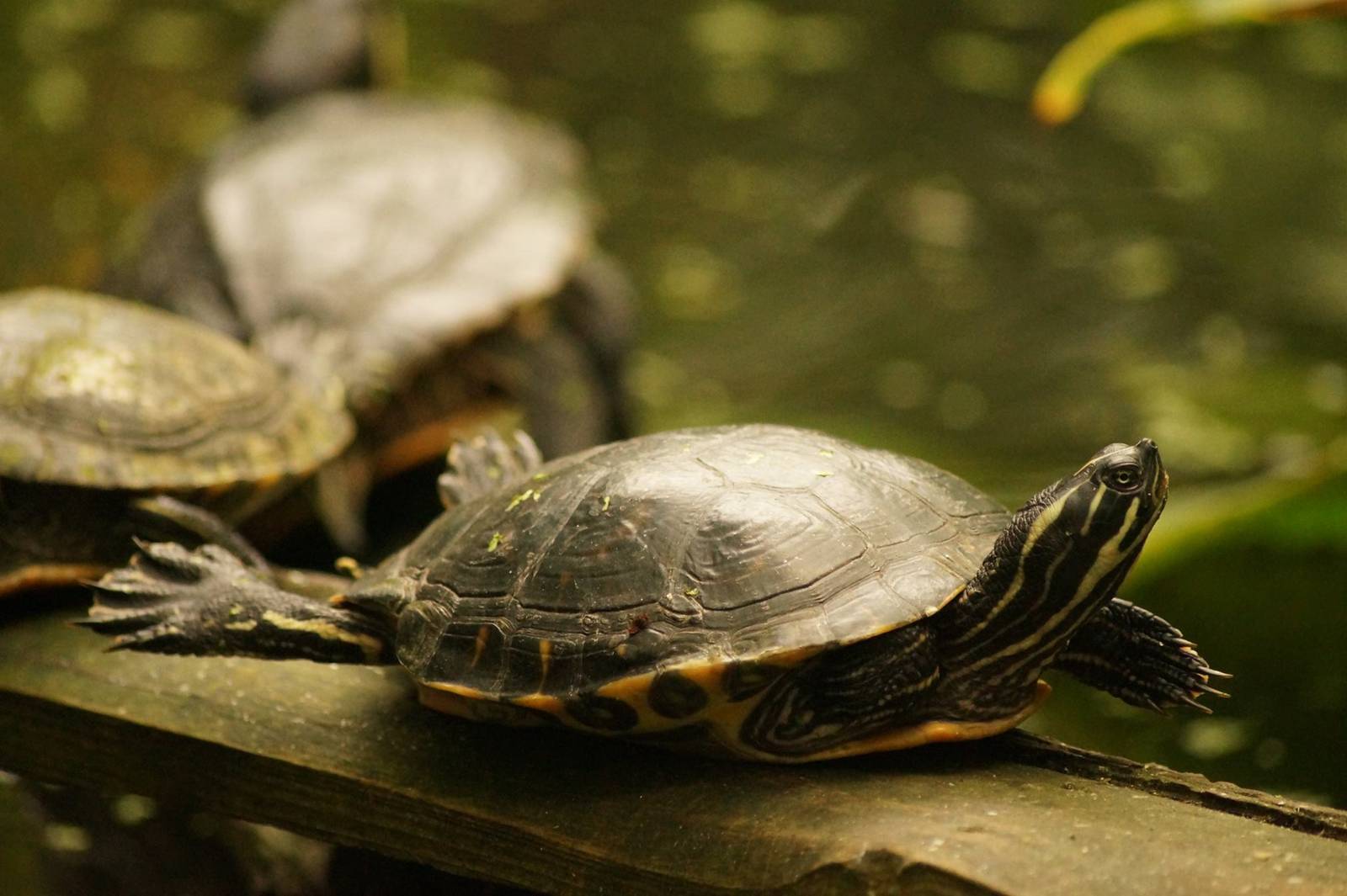 Basking In The Sunshine