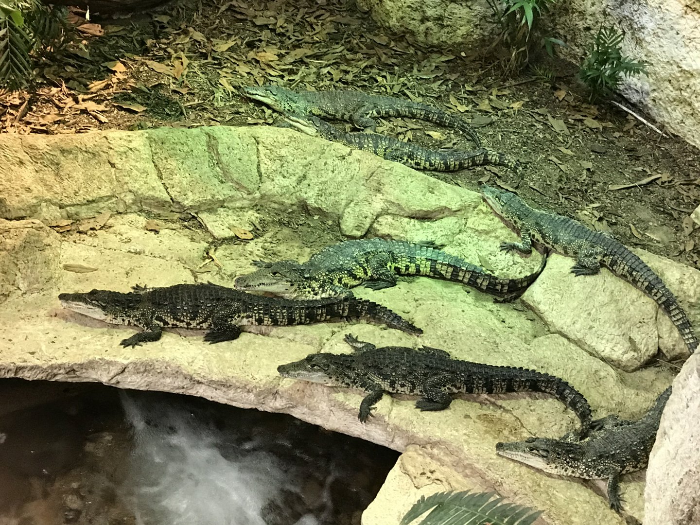 Basking on the Riverbed