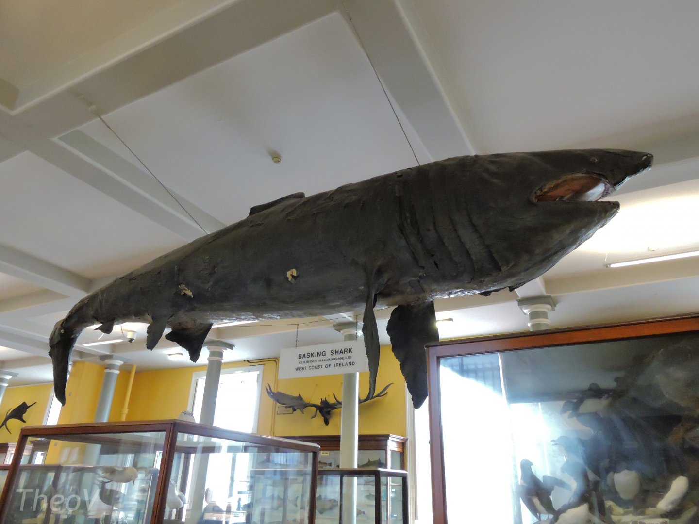 Basking shark [2016]