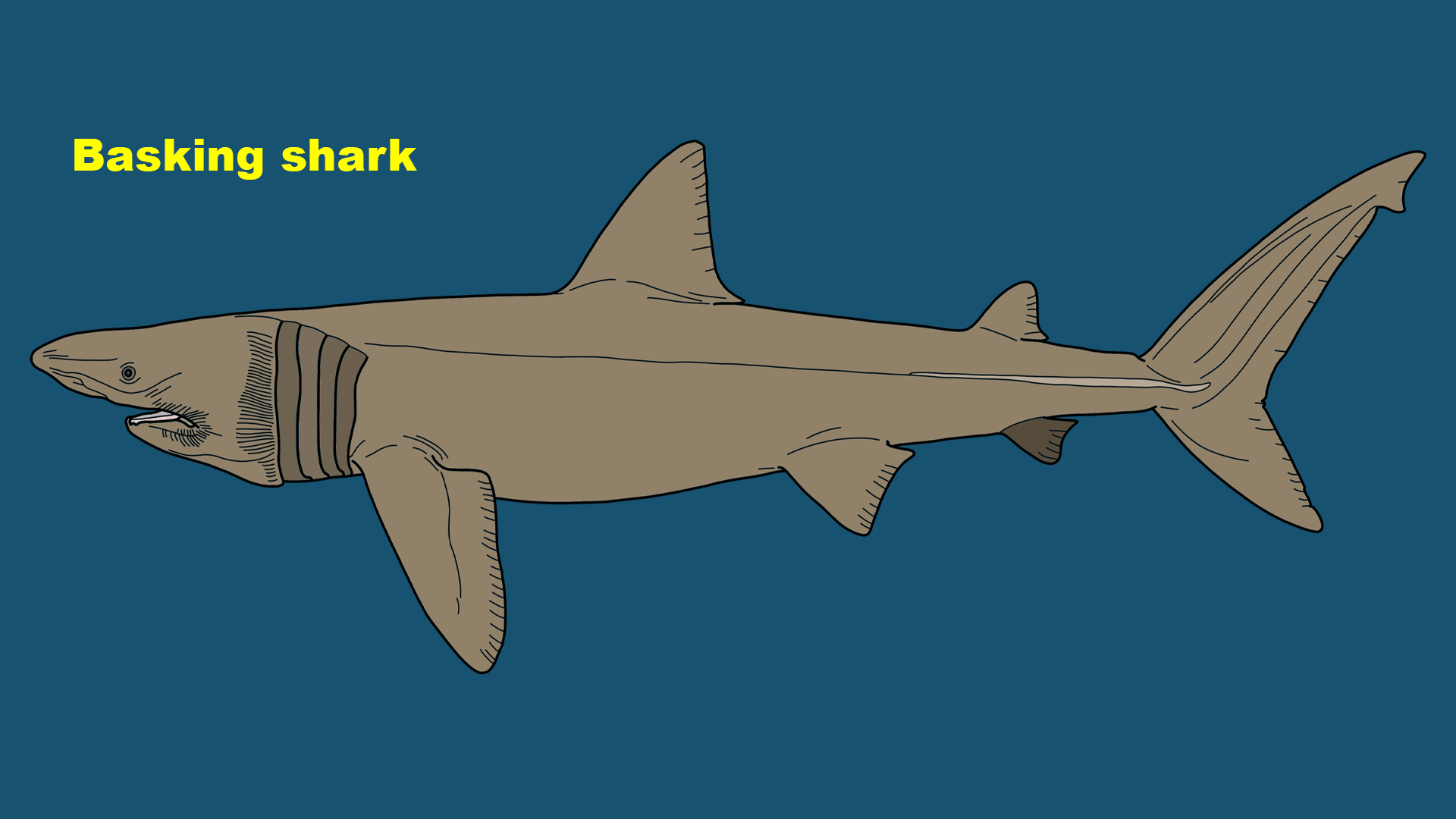Basking shark (Cetorhinus maximus)