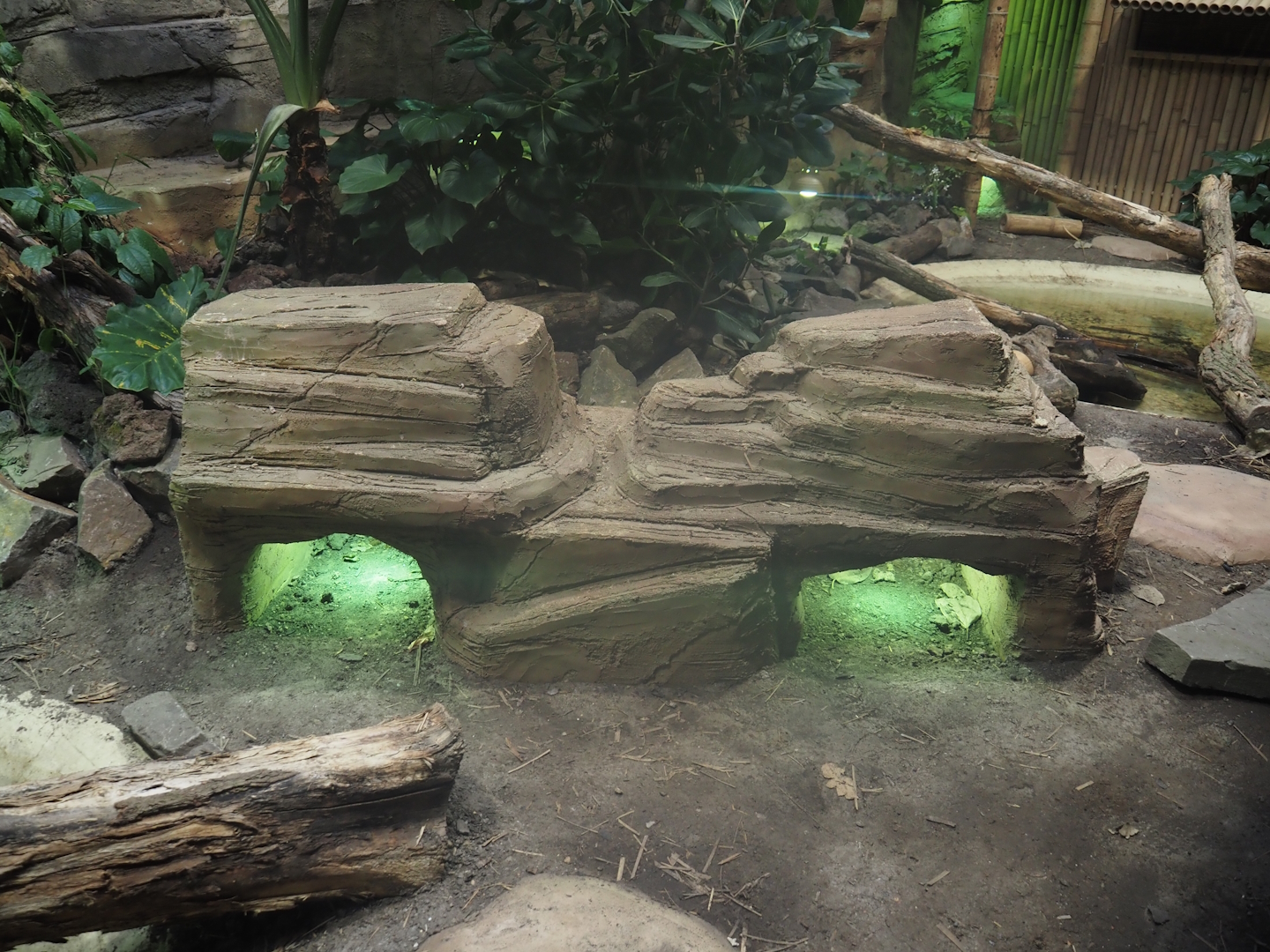 Basking shelters in Chinese water dragon, Sulawesi sailfin lizard and Southeast Asian box turtle exhibit, 2025-04-26