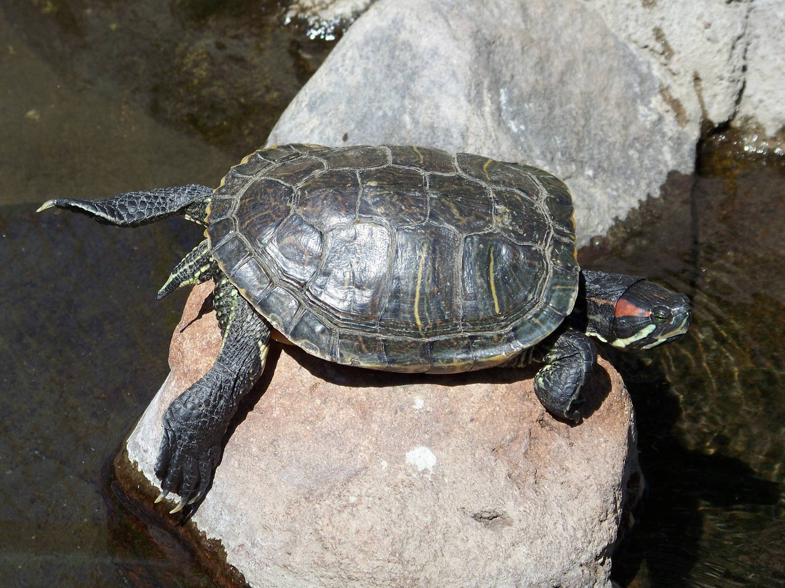 Basking Turtle