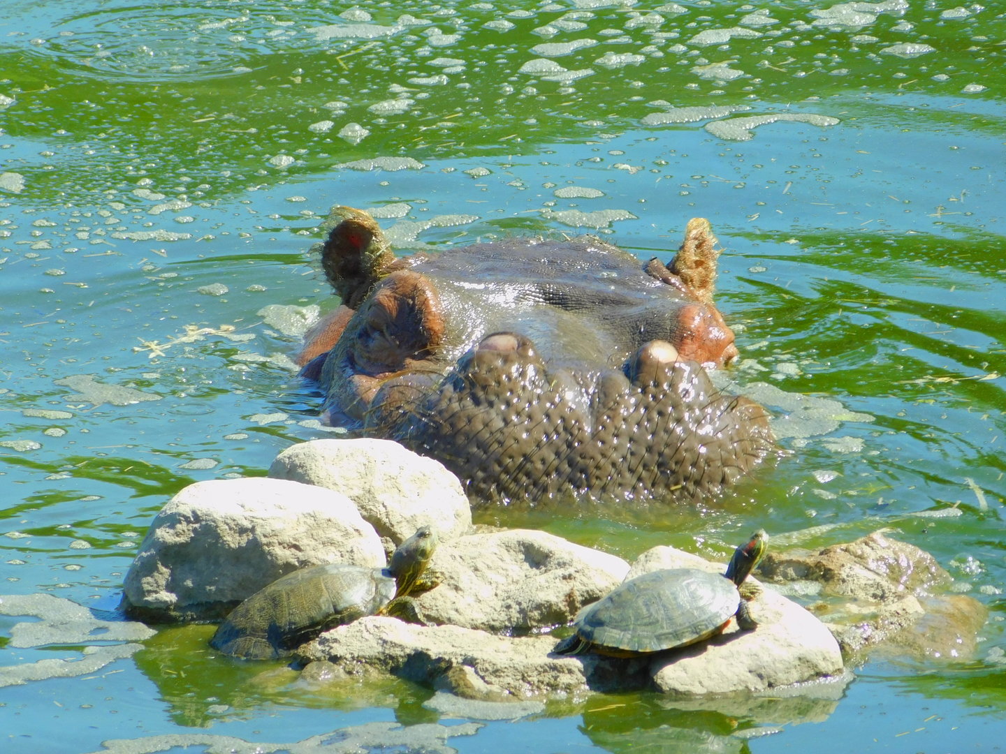 Basking Under the Sun