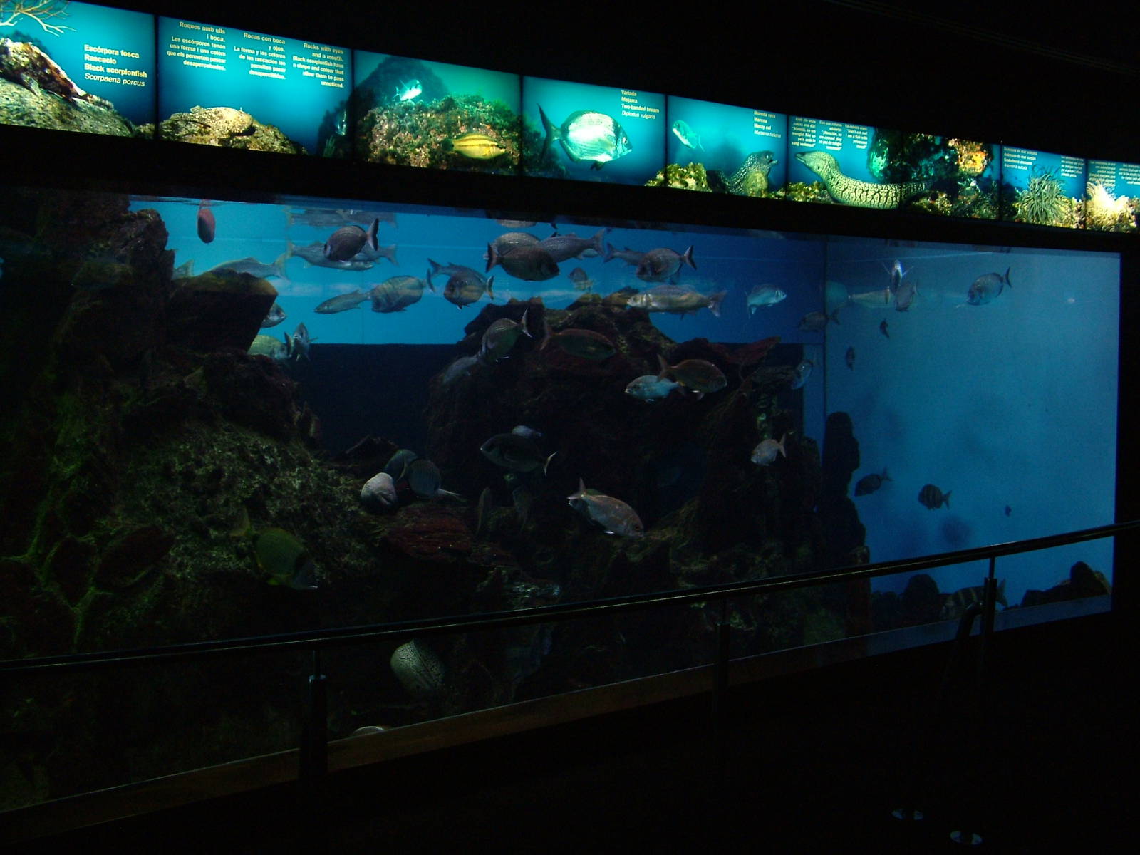 Bass Display at Barcelona Aquarium, 31/05/11