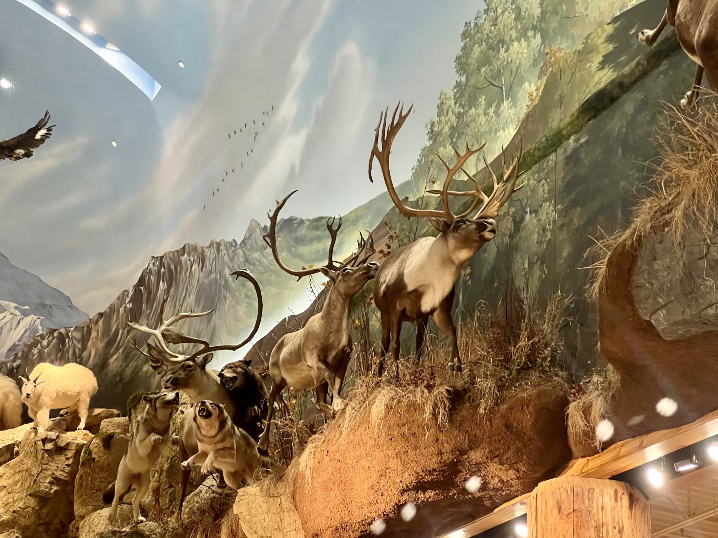 Bass-Pro Shoo Anchorage