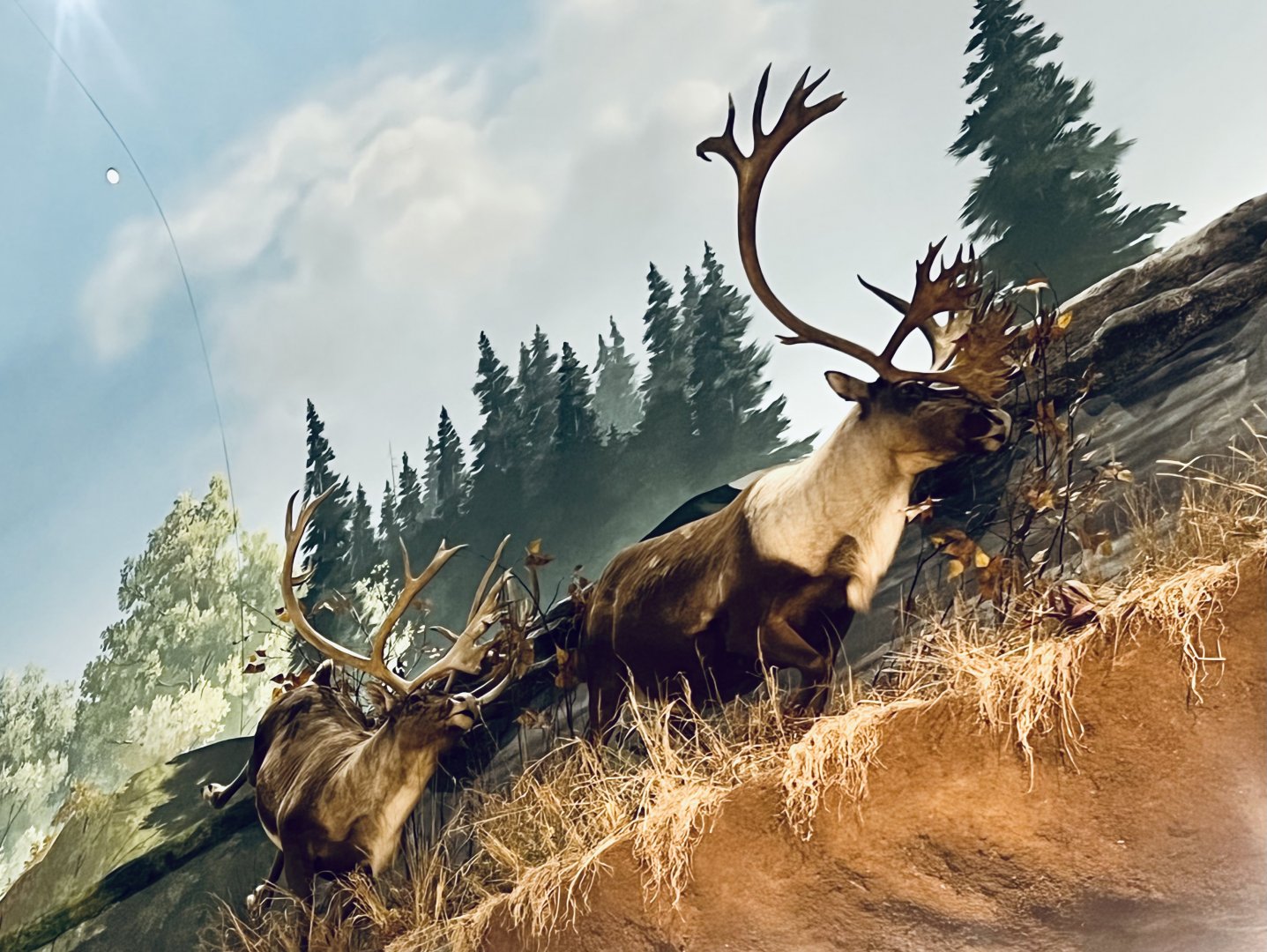 Bass-Pro Shop Anchorage