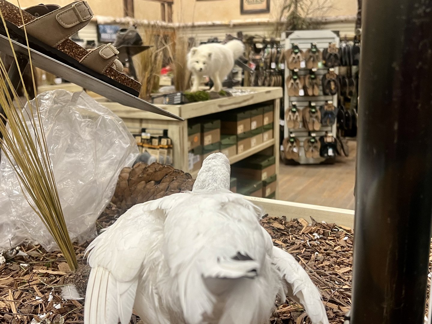 Bass-Pro Shop Anchorage