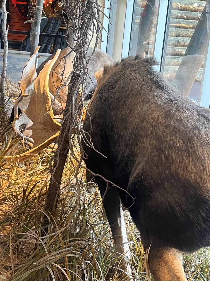 Bass-Pro Shops Anchorage