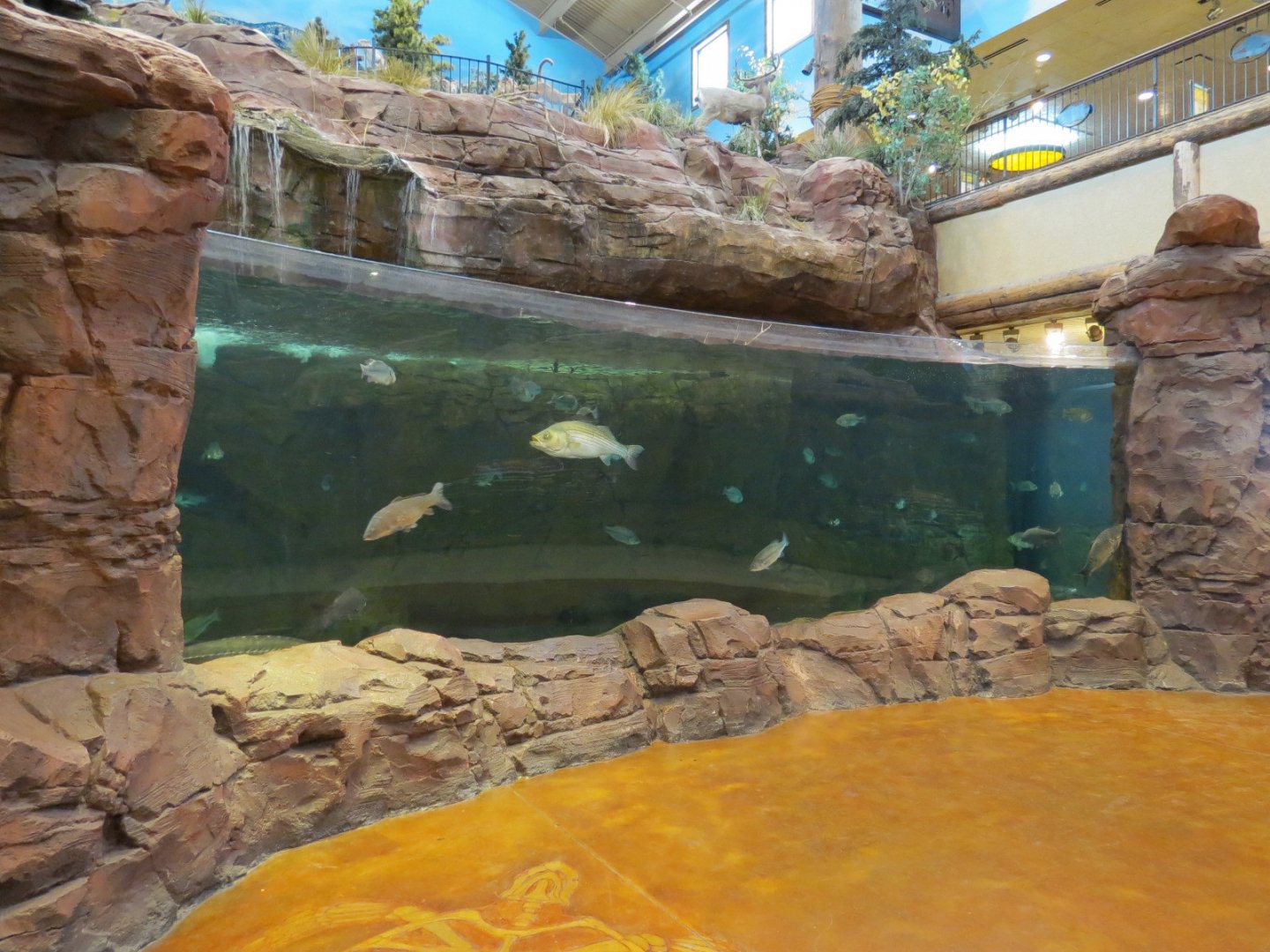 Bass Pro Shops Las Vegas - Large Open-top Tank