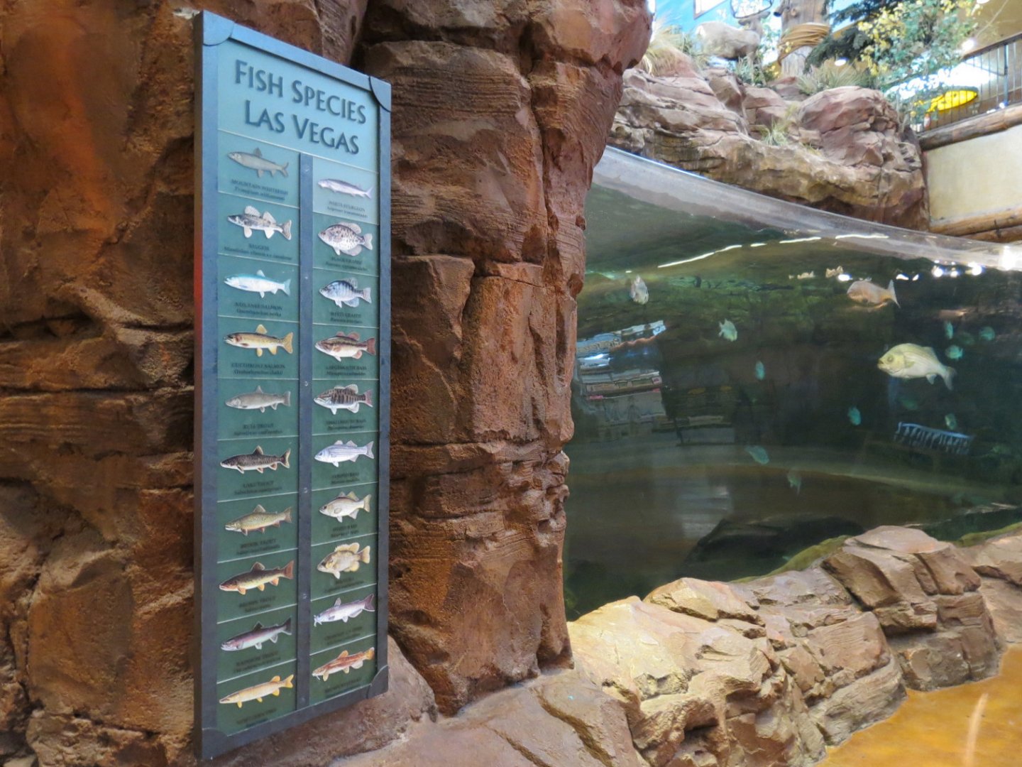 Bass Pro Shops Las Vegas - Large Open-top Tank