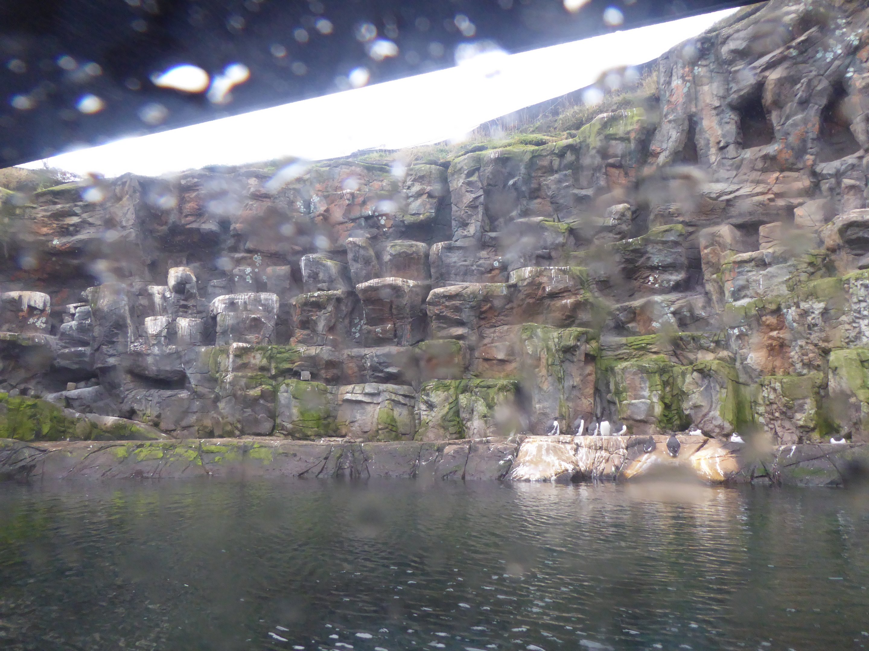 Bass Rock exhibit at Oceanium