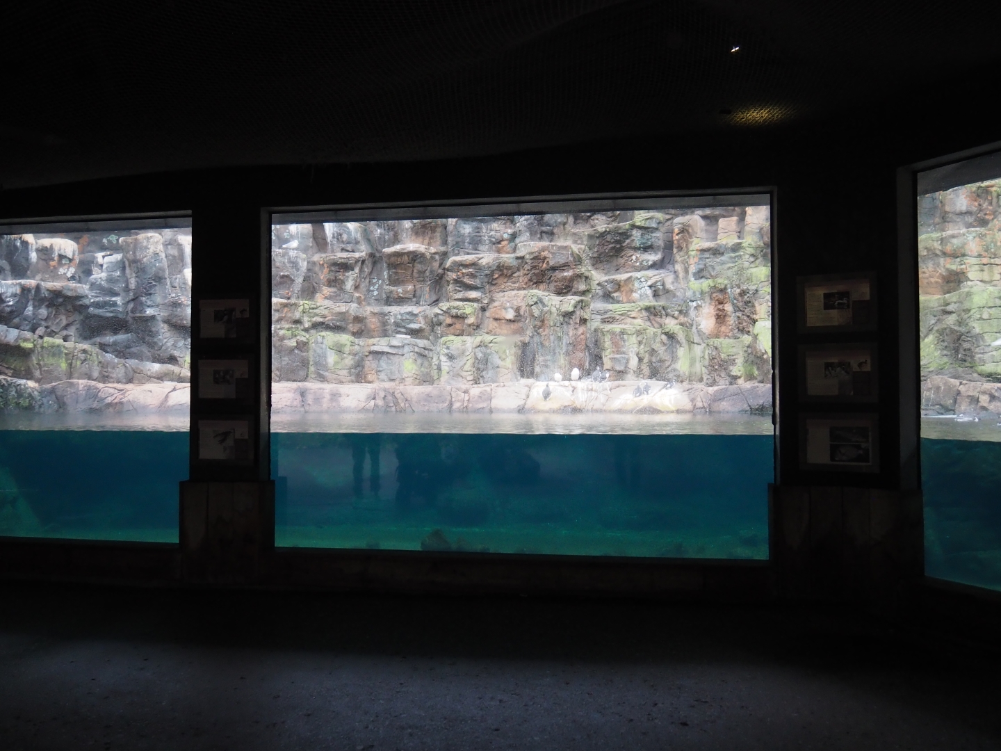 Bass rock exhibit (Nov 10th, 2018)