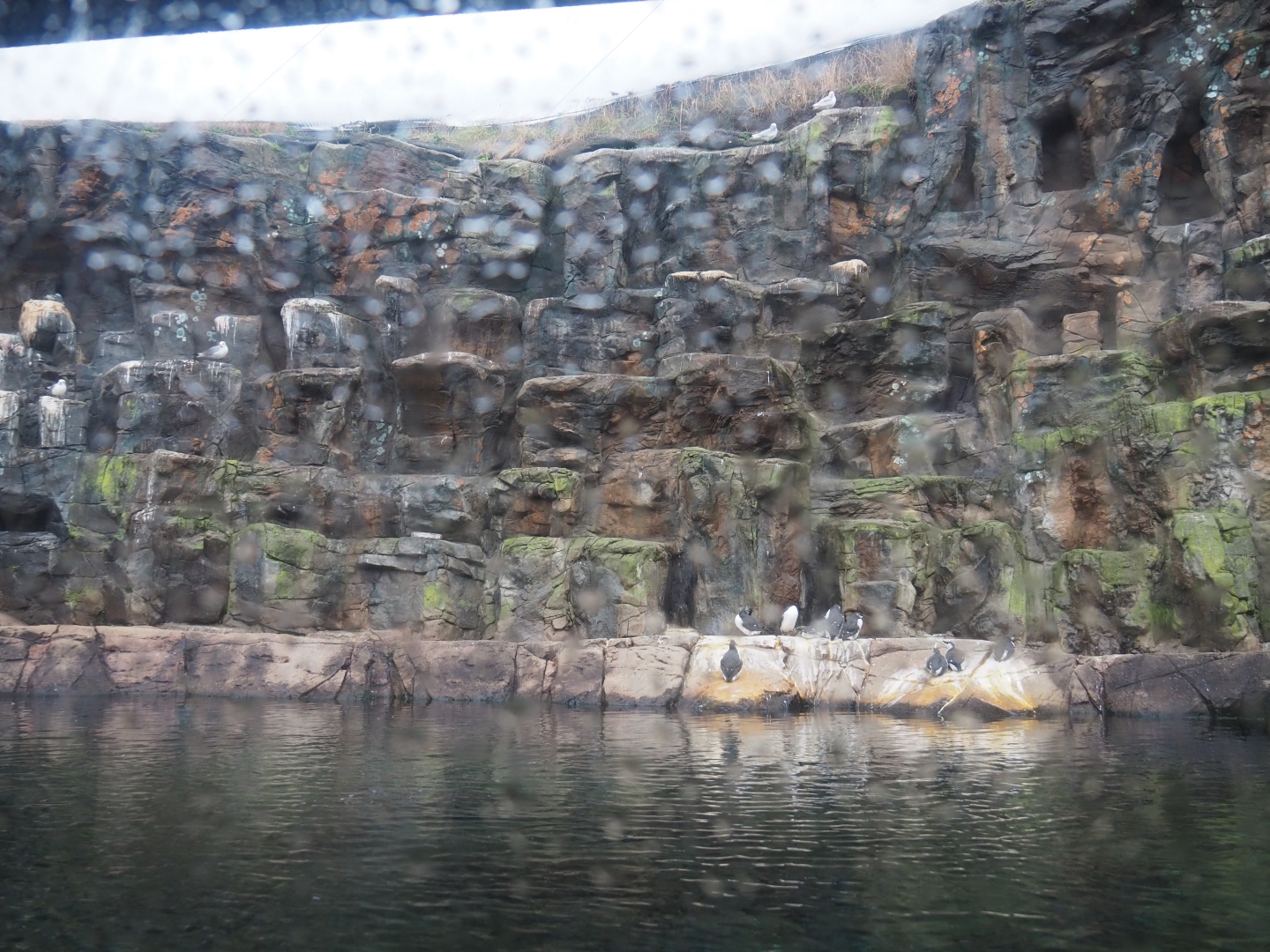 Bass Rock exhibit (Nov 10th, 2018)